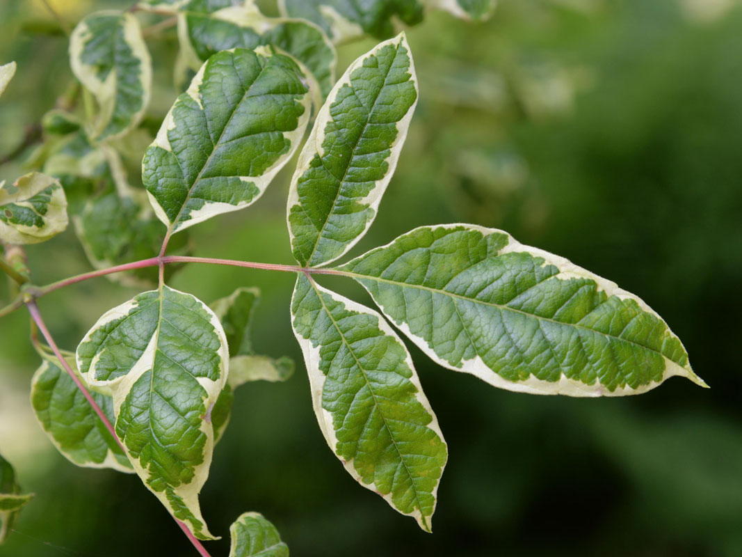 Acer negundo 'Aureo-Variegatum', Goldbunter Eschen-Ahorn