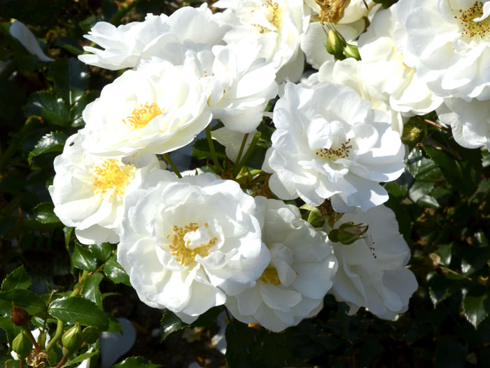 Blüten der Rose Innocencia