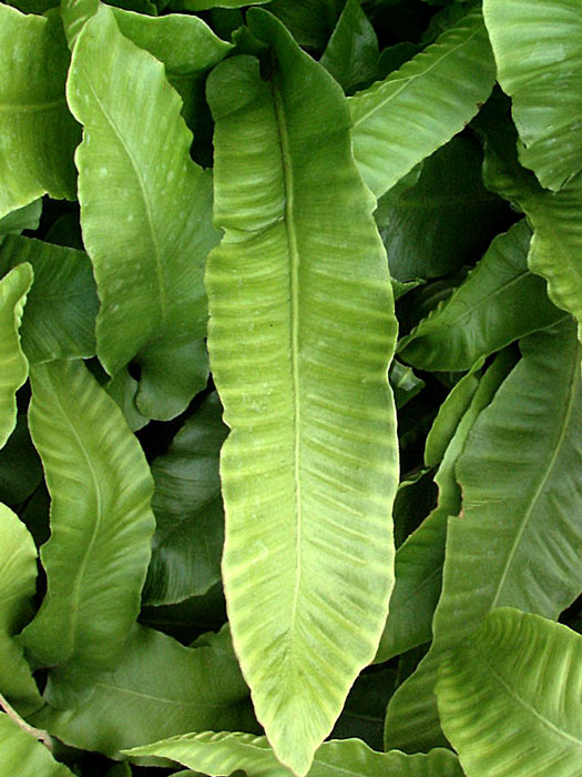 Asplenium scolopendrium, Hirschzungenfarn