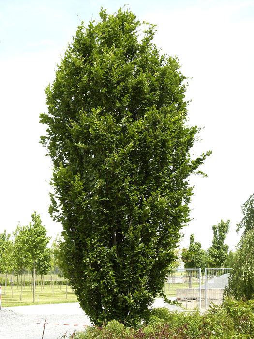 Fagus sylvatica 'Dawyck', Säulenbuche