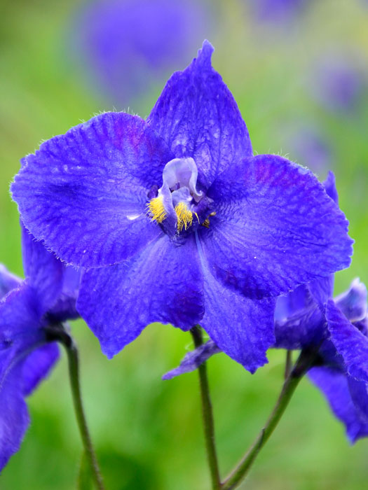 Delphinium belladonna 'Atlantis', Rittersporn, verzweigter Gartenrittersporn