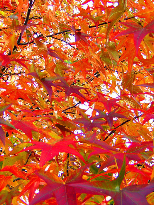 Amberbaum Herbst