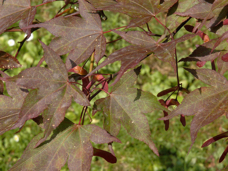 Acer palmatum 'Atropurpureum', Rotblättriger Fächerahorn