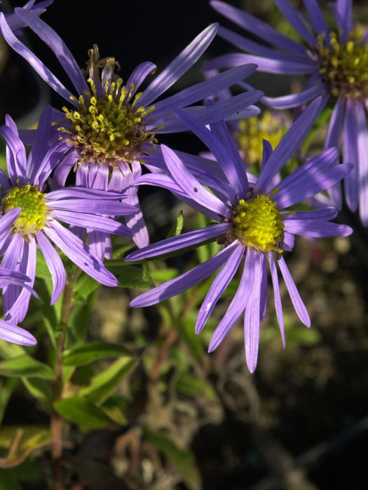 Aster frikartii 'Wunder von Stäfa', Berg-Aster, Sommer-Aster