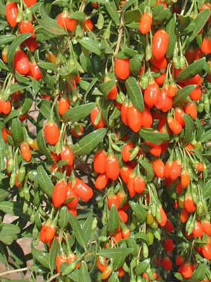 Goji-Beere 'Synthia' (Lycium barbarum Synthia)