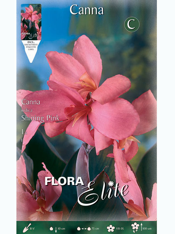 Canna 'Shining Pink', Canna indica (Art.Nr. 5209920)