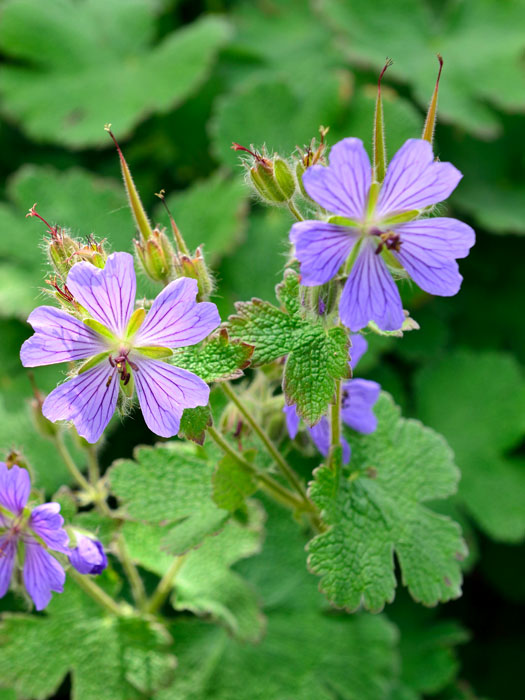 Geranium renardii 'Philippe Vapelle', Kaukasus-Storchschnabel