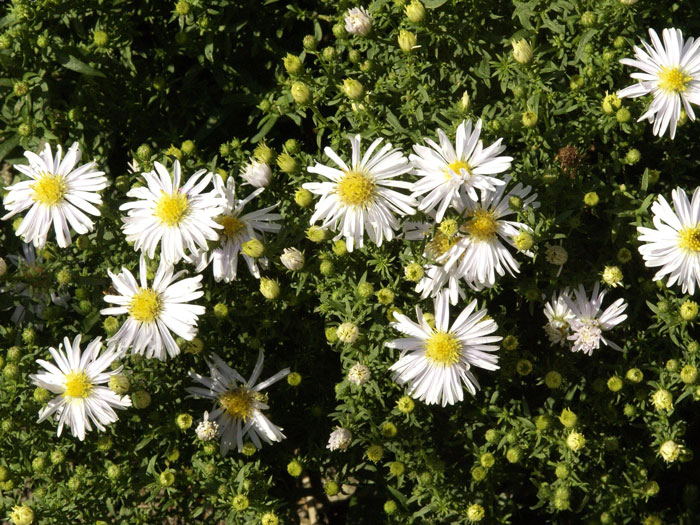 Aster dumosus 'Apollo', Weiße Kissen-Aster, Herbst-Aster