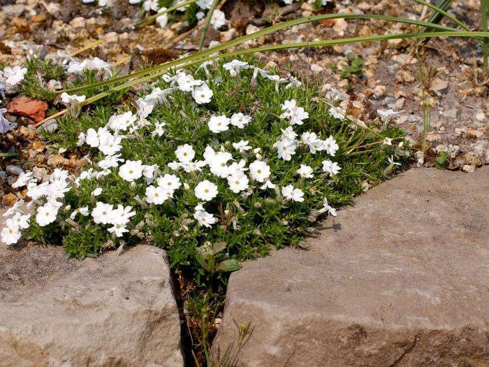 Phlox douglasii 'White Admiral', Polsterphlox, Teppich-Flammenblume