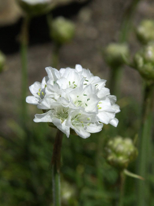 Armeria maritima 'Alba', weiße Grasnelke, Strand-Grasnelke