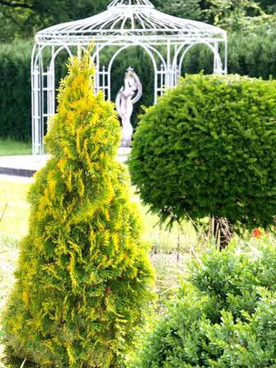 Golden Smaragd Thuja