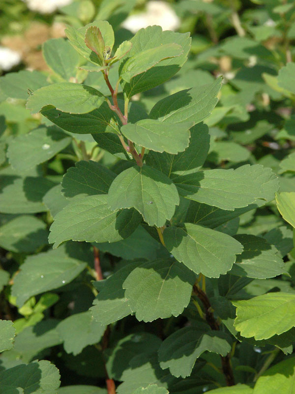 Spiraea betulifolia, Birkenblättrige Spiere