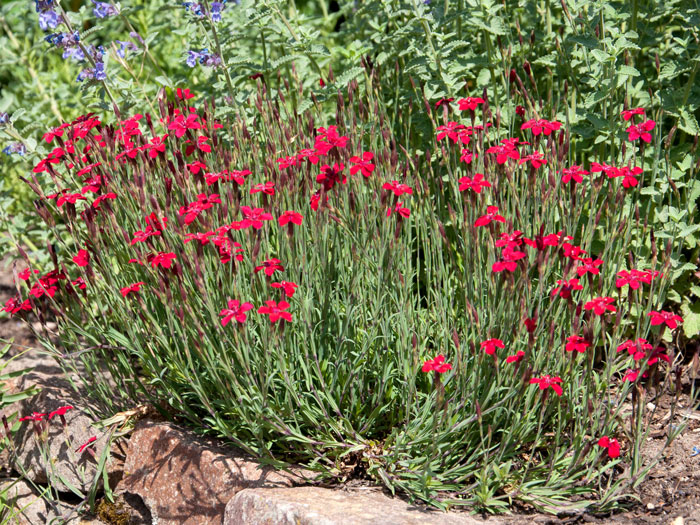 Dianthus deltoides 'Leuchtfunk', rote Heidenelke, Steinnelke