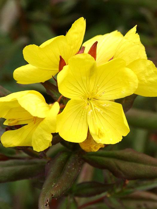 Oenothera fruticosa 'Sonnenwende', Nachtkerze