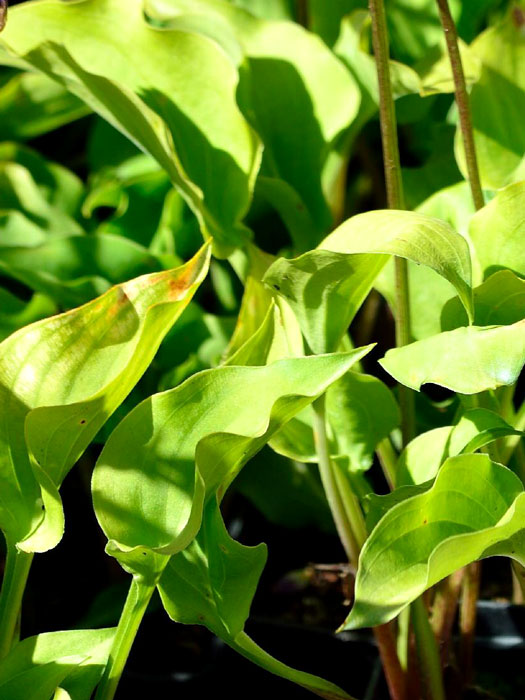 Hosta minor, Zwergfunkie, kleine Herzblattlilie