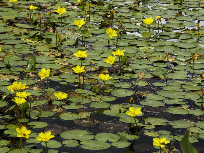 Nymphoides peltata, Seekanne, Teichkanne