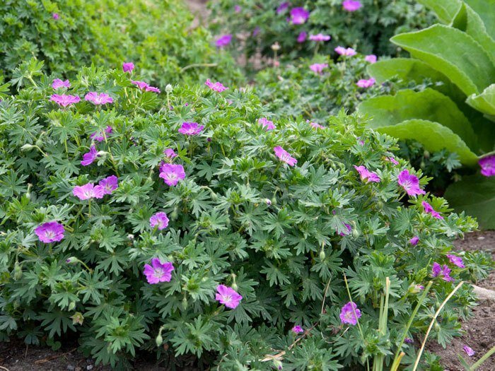 Geranium cinereum var. subcaulescens 'Splendens' Grauer Storchschnabel