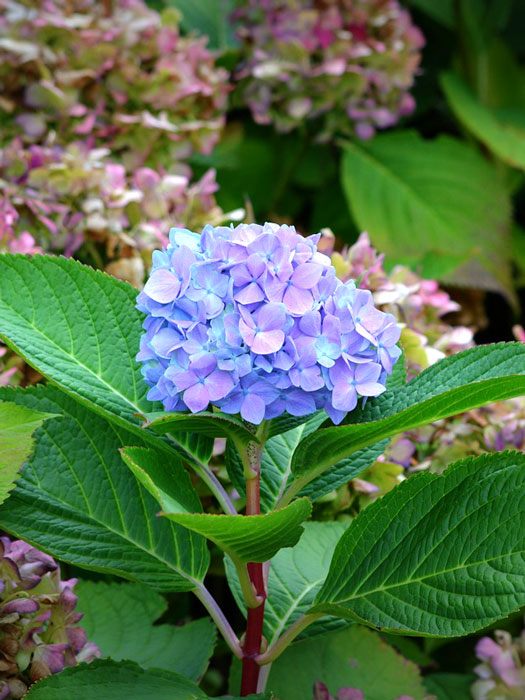 Bauernhortensie Bodensee 