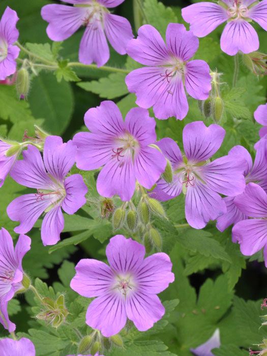 Geranium gracile 'Sirak', Storchschnabel