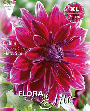 Schmuck-Dahlie 'Mero Star', Dahlia (Art.Nr. 520169)