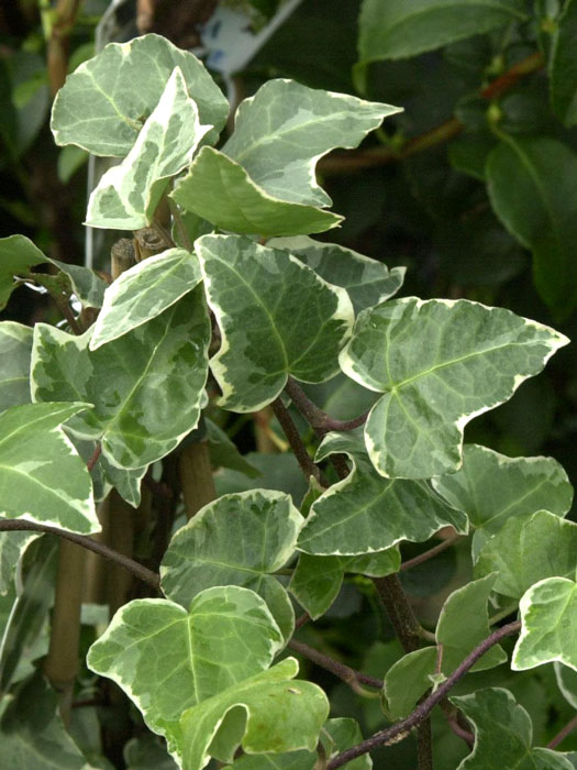 Panaschiertes Blatt des weiß-grünen Efeus 'Glacier'