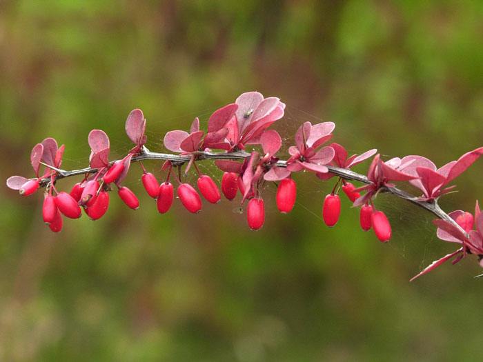 Frucht der Berberitze thunbergii Atropurpurea