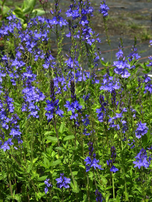 Veronica austriaca 'Königsblau', Büschel-Ehrenpreis, Großer Ehrenpreis