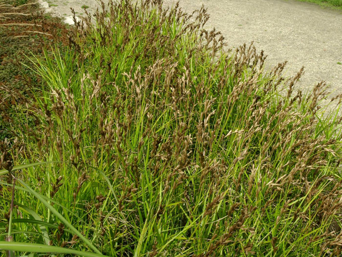 Carex muskingumensis (M), Palmwedel-Segge