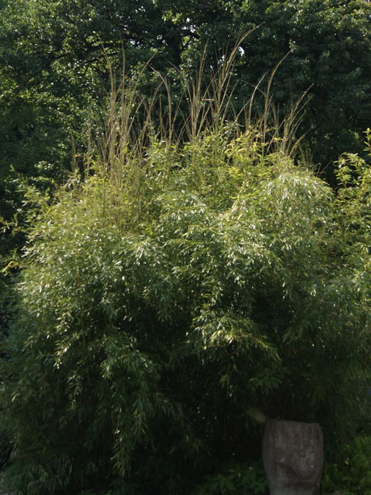 Phyllostachys aureosulcata 'Spectabilis', Zickzack-Bambus