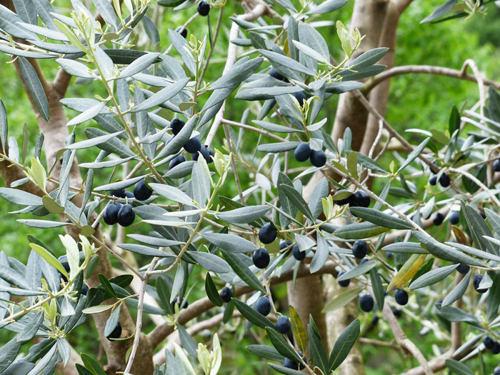 Olea europaea, Olive