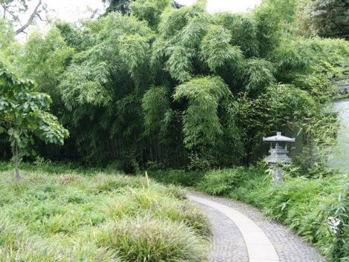 Phyllostachys flexuosa, Lieblicher Bambus