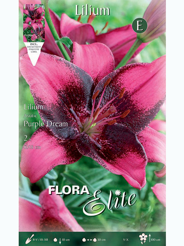 Asiatische Lilien-Hybride 'Purple Dream', Lilium (Art.Nr. 5216725)