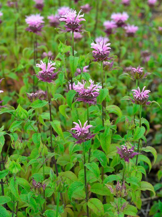 Monarda fistulosa 'Beauty of Cobham' (M), Indianernessel