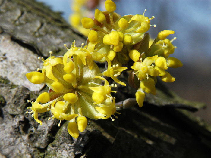 Blüte der Kornelkirsche