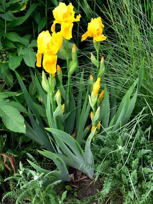 Iris x barbata-elatior 'Ola Kala', Hohe Garten-Schwertlilie, hohe Bart-Iris