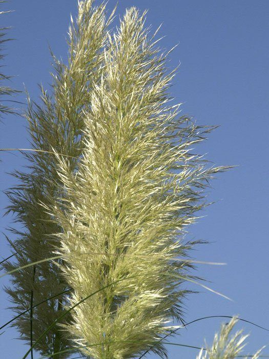 Cortaderia selloana, Hohes Pampasgras