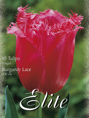 Gefranste Tulpe 'Burgundy Lace' (Art.Nr. 595510)