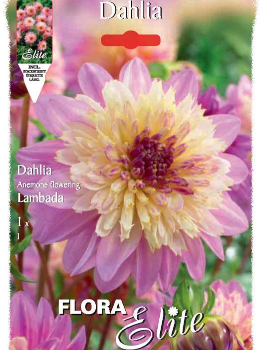 Anemonenblütige Dahlie 'Lambada', Dahlia (Art.Nr. 520649)