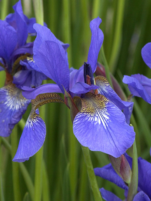 Iris sibirica 'Caesar's Brother', Wiesen-Iris, Wiesen-Schwertlilie