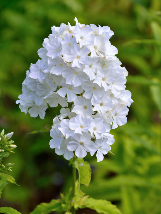 Phlox paniculata 'David' (M), Flammenblume, Sommerphlox