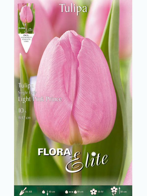 Einfache frühe Tulpe 'Light Pink Prince' (Art.Nr. 5951126)