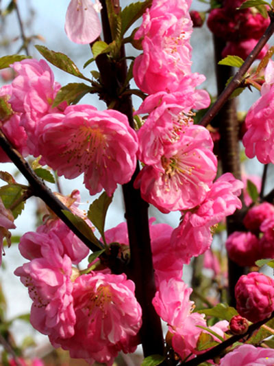 Mandelbäumchen Blüte