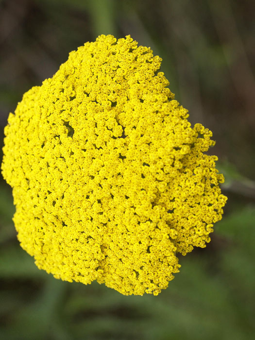 Achillea filipendulina 'Parker', Edel-Schafgarbe, Goldquirlgarbe