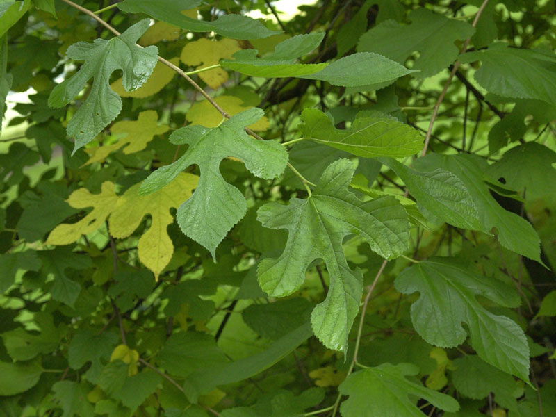 Morus rubra, rote Maulbeere