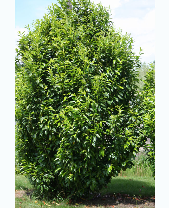 Prunus laurocerasus Genolia® 'Mariblon', Säulenförmiger Kirschlorbeer