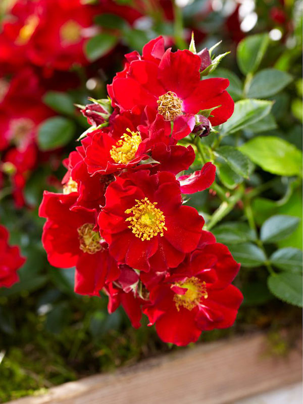 Bodendeckerrose 'Bienenweide-Rot' ® - Tantau