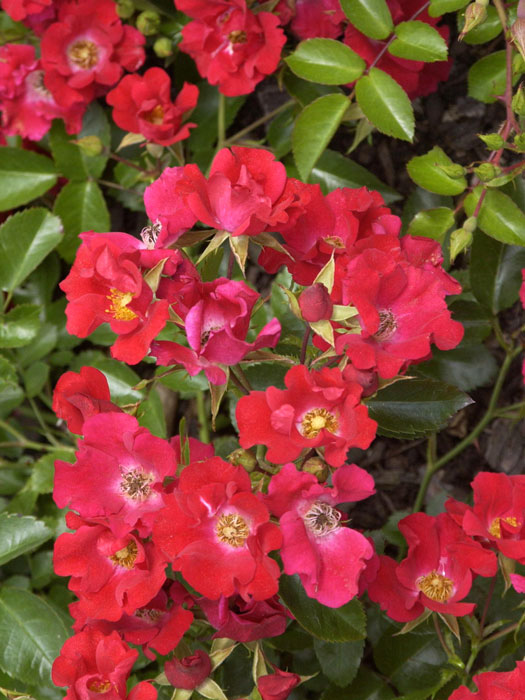 Blüte der Rose Sommerabend