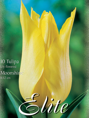 Lilienblütige Tulpe 'Moonshine' (Art.Nr. 595476)