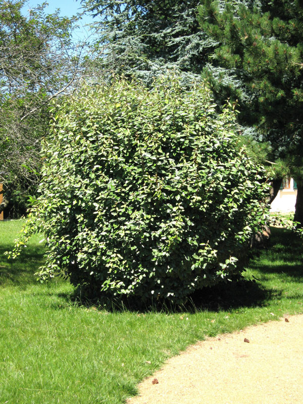 Elaeagnus ebbingei, Wintergrüne Ölweide