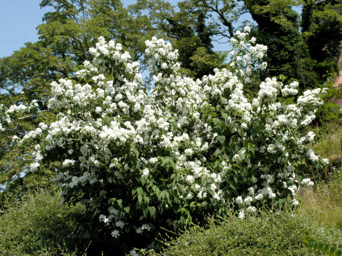 Philadelphus 'Virginal', Gefüllter Gartenjasmin